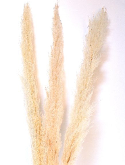 Pampas Grass 45" Cream