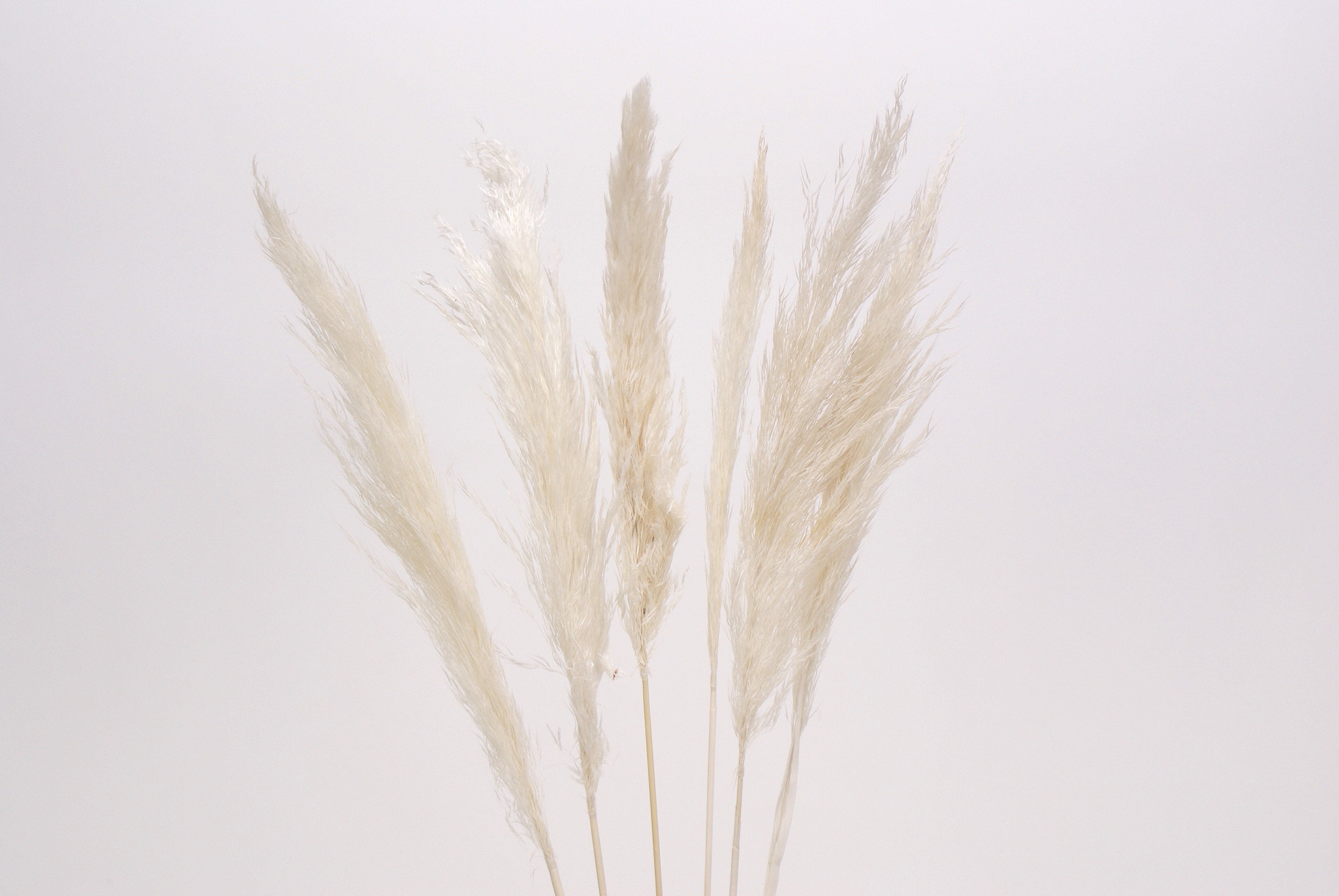 Pampas Grass 30" White