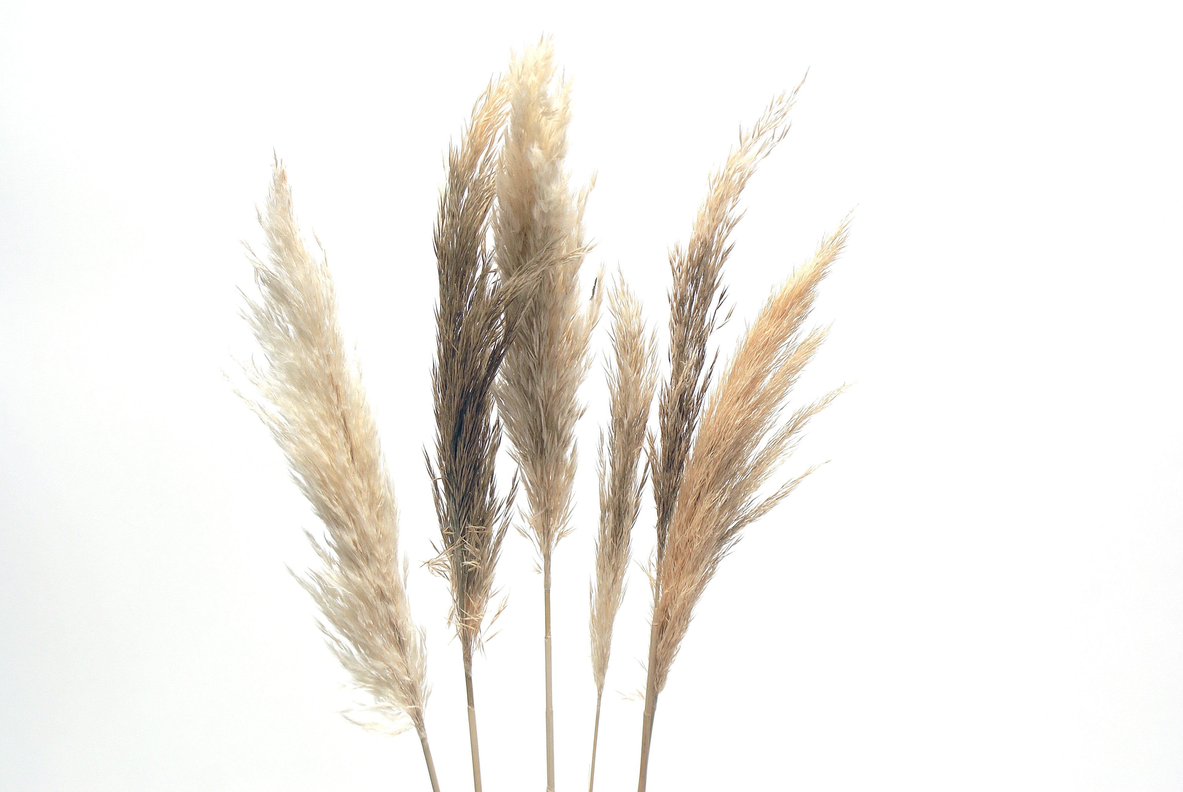 Pampas Grass 30" Cream